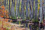 Cypress Swamp In Autumn_25112